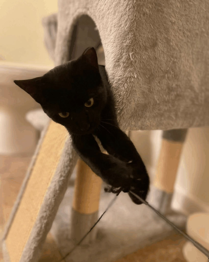 Animals Currently in Our Care 1