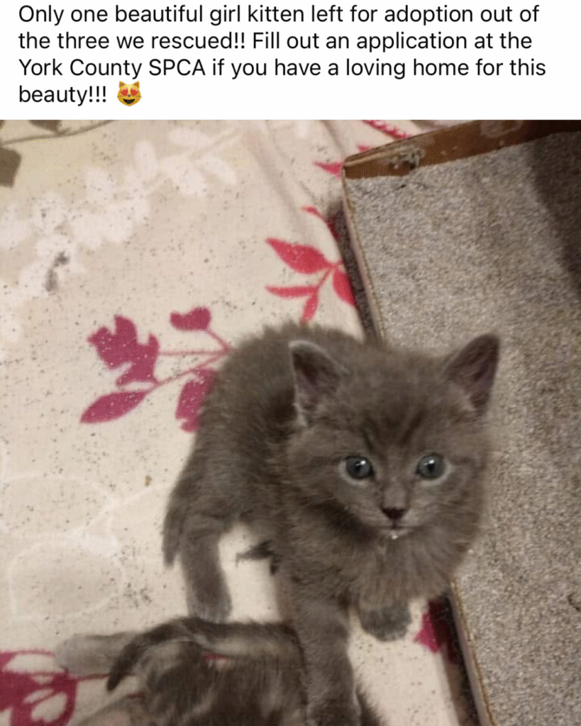 Our Rescue Stories 12