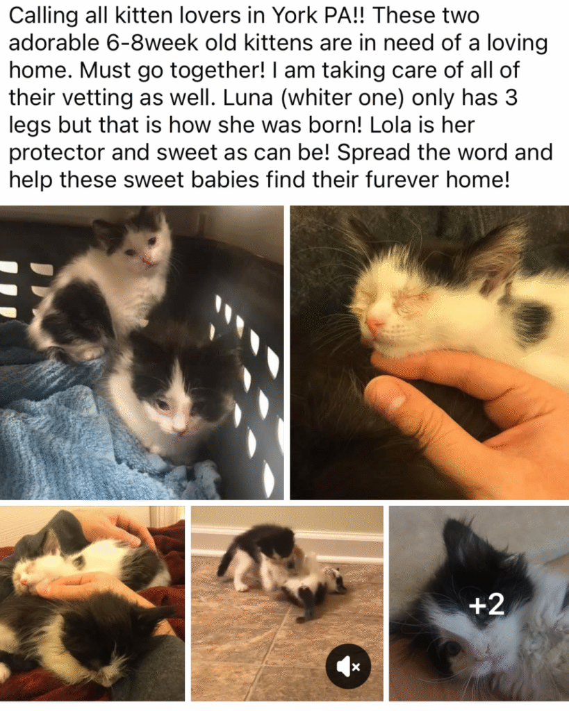 Our Rescue Stories 13