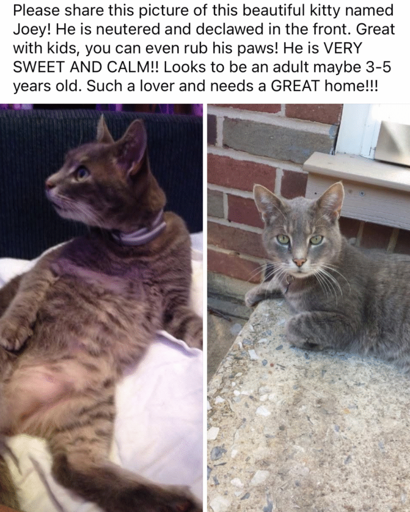 Our Rescue Stories 18