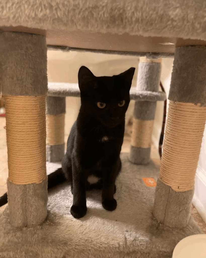 Animals Currently in Our Care 2