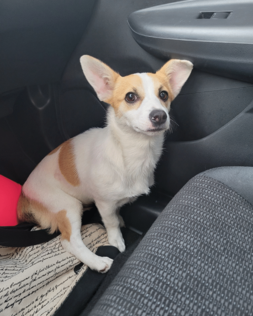 Our Rescue Stories 2