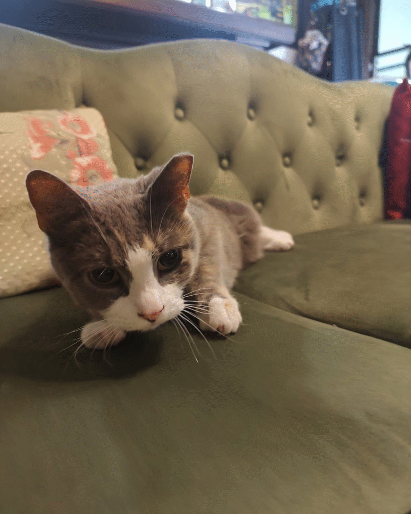Our Rescue Stories 21