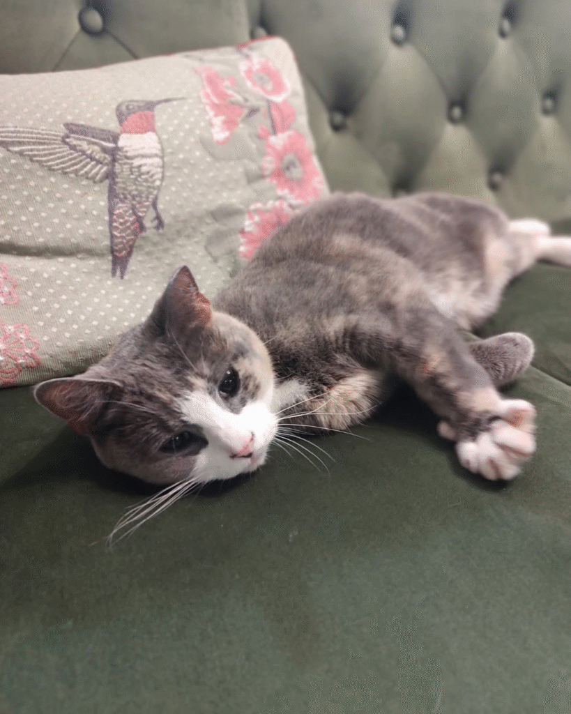 Our Rescue Stories 22