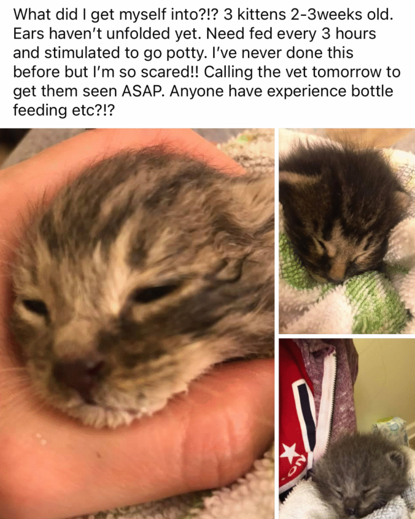 Our Rescue Stories 26