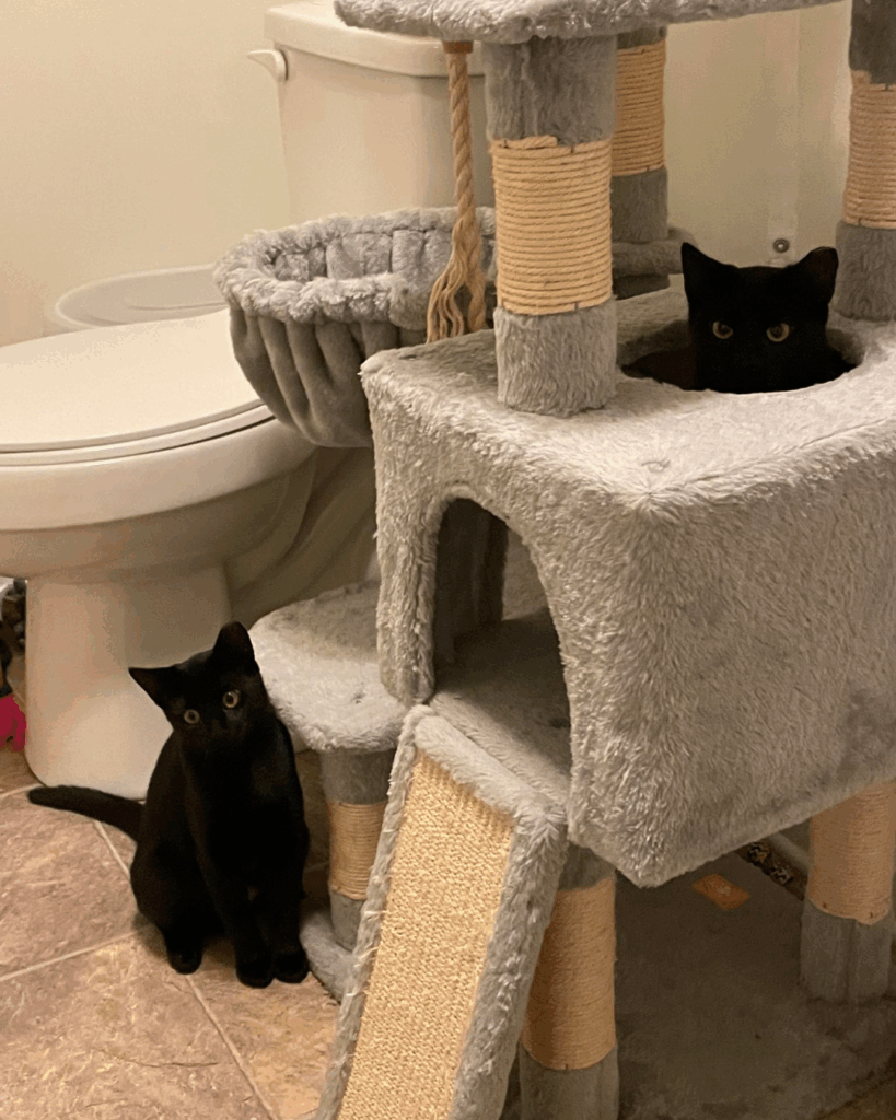 Animals Currently in Our Care 3