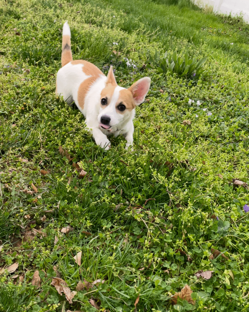 Our Rescue Stories 3
