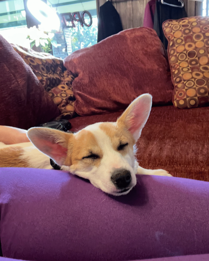 Our Rescue Stories 4