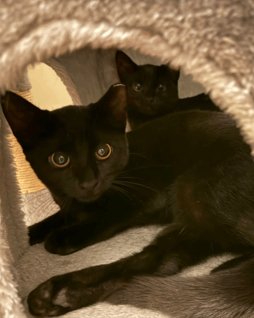 Animals Currently in Our Care 5