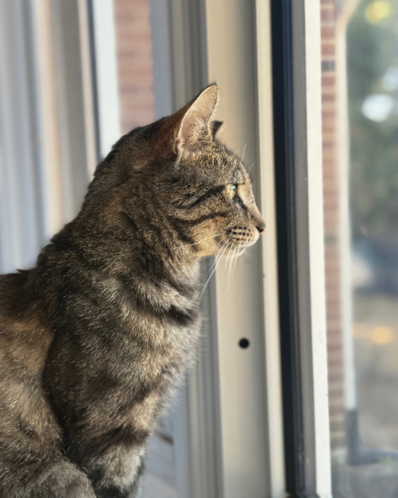 Our Rescue Stories 7