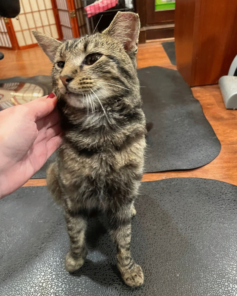 Our Rescue Stories 8