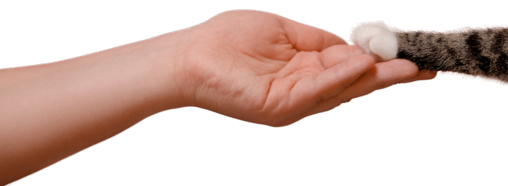 untitled design (21)