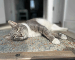 Our Rescue Stories untitled design (32)